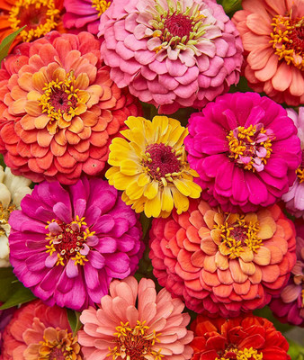 CYBEXIS XLL-35 - Cut & Come Again Zinnia - (270 Seeds) Seed(270 per packet)