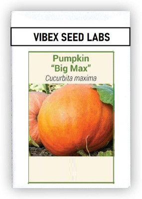 CYBEXIS F1 Hybrid Pumpkin Big Max Seeds100 Seeds Seed(100 per packet)