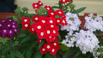 BDSresolve Superbena verbena seeds PACK OF 55 Seed(55 per packet)