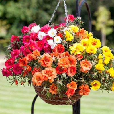 Aywal Portulaca Seed(60 per packet)