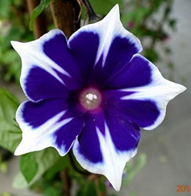 CYBEXIS Pink Blue Morning Glory Seeds Seed(50 per packet)