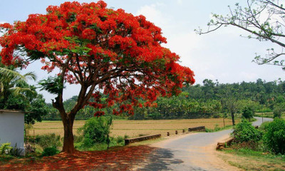 Garden Basket Hubb Gulmohar Seeds/Ornamental tree seed/Avenue Tree seed/Delonix regia seed Seed(50 per packet)