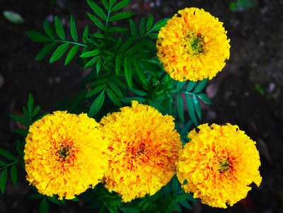 Cosmos marigold,gende ka phool Seed(30 per packet)
