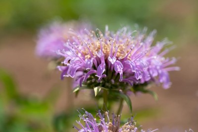 Qualtivate PUAS-127 Lavender Bee Balm (Monarda fistulosa) Seed(500 per packet)