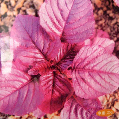 CYBEXIS Red Leaf Amaranth2000 Seeds Seed(2000 per packet)