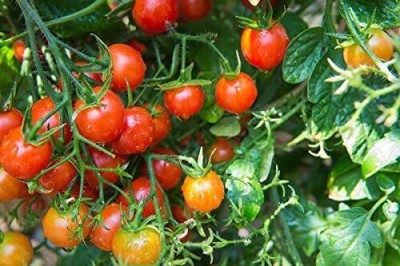 KNESSiN Red Tall Cherry Tomato Pokusa - Lycopersicon lycopersicum-{800 Seeds} Seed(800 per packet)