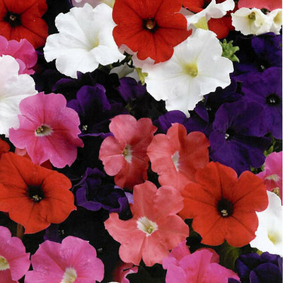 XOLDA Exotic petunia Seed(37 per packet)