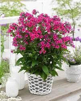 Aywal Phlox Mix Color Flower Seed(40 per packet)