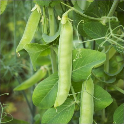 Biosnyg QIQ-83 Sugar Sprint Pea (Pisum sativum)-[800 Seeds] Seed(800 per packet)