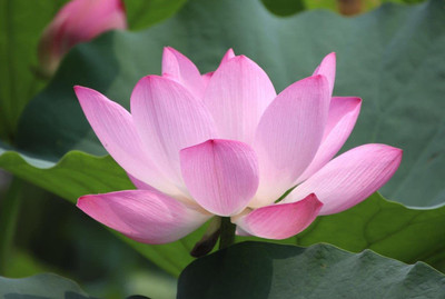 CYBEXIS XLR-6 - Beautiful Aquatic Mini Lotus Flowers - (30 Seeds) Seed(30 per packet)