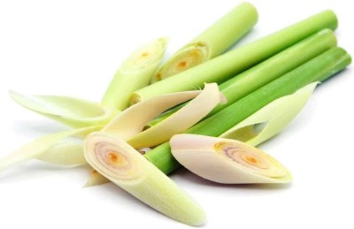 Quentova Herb Lemongrass Plant-SNIG-3C Seed(75 per packet)