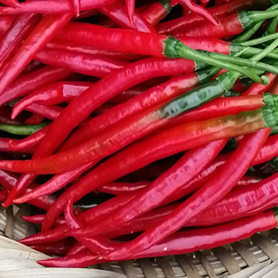 CYBEXIS Good Germination Hot Chilli Pepper Seeds1200 Seeds Seed(1200 per packet)