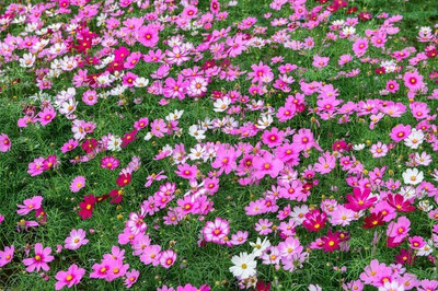 Lorvox Double Click Cranberries' Seeds. Cosmos Cranberries Seed(110 per packet)