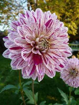 Epazo Giant Dahlia Flowered Viola Mix Flower Seed(120 per packet)