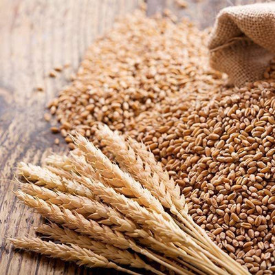 CYBEXIS HUA-48 - Cat Wheatgrass - (2500 Seeds) Seed(2500 per packet)