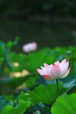 MAA lotus,kamal seeds Seed(5 per packet)