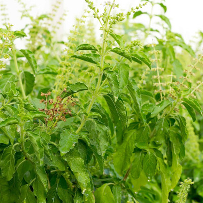 Qualtivate HUA-2 Ocimum basilicum Sweet Dani Basil Seed(1000 per packet)