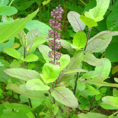 ENINE RAMA BASIL Seed(600 per packet)