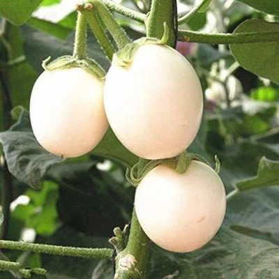 Aywal White Brinjal Seed(200 per packet)