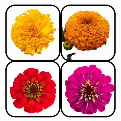 CYBEXIS Combo Pack Of 4 MARIGOLD & ZINNIA FLOWER Seed(10 g)