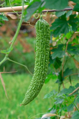 Kodali Hybrid F1 Bitter Gourd Seeds Pack Of 44 Seed(44 per packet)