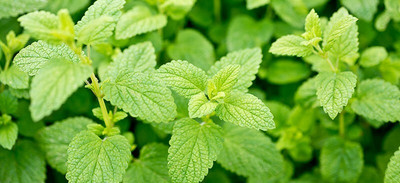 XOLDA mint Seed(30 per packet)