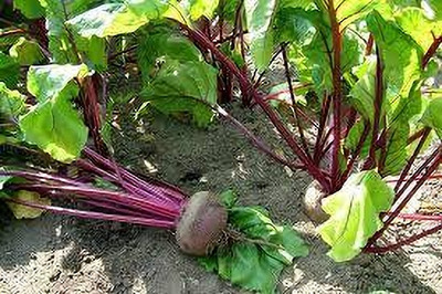 Seedsqlty beet root seed Seed(10 per packet)
