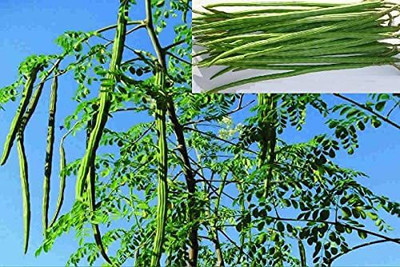 CYBEXIS KGF -71 - DRUMSTICK/SAIJAN PKM 1 VARIETY - (150 Seeds) Seed(150 per packet)