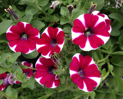 Aywal Petunia Grandiflora Mix Flower Seed(40 per packet)