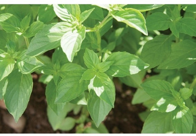 Qualtivate GUA-24 Lemon Basil 'Mrs. Burns' Seed(1000 per packet)