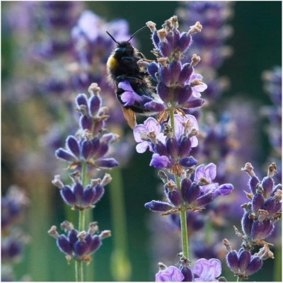 CYBEXIS VVI-21 - Lavender (Lavandula angustifolia) - (2250 Seeds) Seed(2250 per packet)