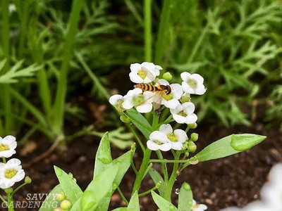 OFKEN Alyssum crystal seeds Seed(50 per packet)