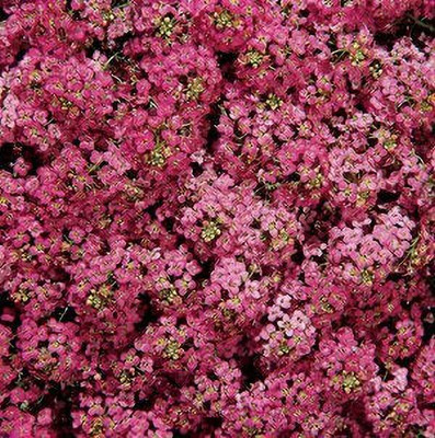 Aro Sweet willami Seed(52 per packet)