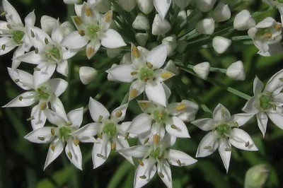 CYBEXIS VXI-36 - Garlic Asian Chinese Chives - (2250 Seeds) Seed(2250 per packet)