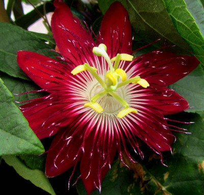 Urban Turtle Fragrant Flowering Seeds for Home Gardening Seed(1 per packet)