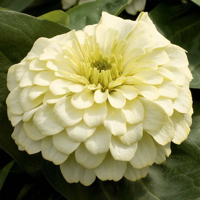 VibeX TLX-7 - Zinnia Flower Garden - Ivory - (30 Seeds) Seed(30 per packet)