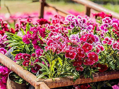 CYBEXIS Flower Seeds |Dianthus Mixed Color | F1 Hybrid Flower Seed(50 per packet)