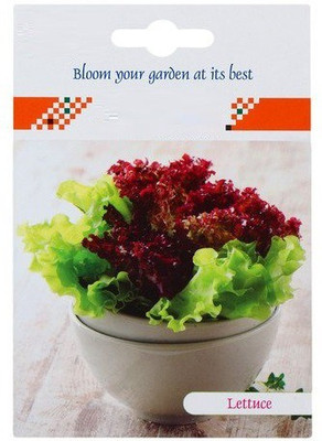 CYBEXIS Lettuce Hybrid Seeds1000 Seeds Seed(1000 per packet)