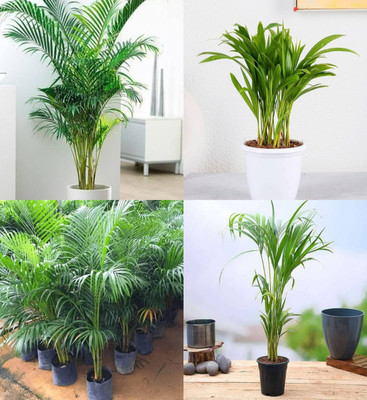 ibains Areca palm plant seeds for tree Full germination, clean seed pack of 15 Seed(20 per packet)