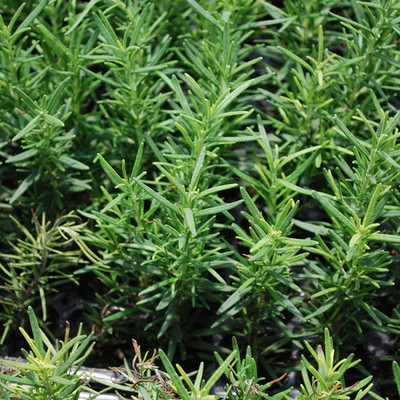 CYBEXIS TLX-58 - Rosemary - Non-GMO - (2250 Seeds) Seed(2250 per packet)