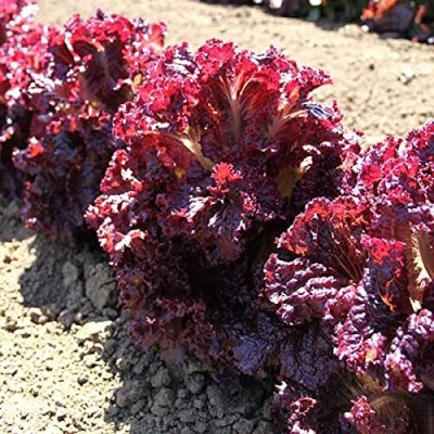 Aywal Heat Tolerant Hybrid Lettuce Seed(275 per packet)