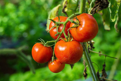 Harsh Impex tomato Seed(115 per packet)