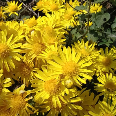 CYBEXIS HUA-48 - Ground-cover Chrysanthemum - (270 Seeds) Seed(270 per packet)