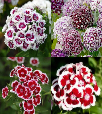 ibains flower seeds hybrid mix sweet william beez 48 Seed(48 per packet)