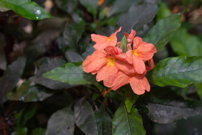 SEEDSKLUB kanakambaram-firecracker-crossandra Seed(70 per packet)