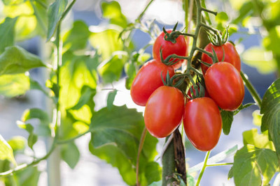 seedito tomato Seed(55 per packet)