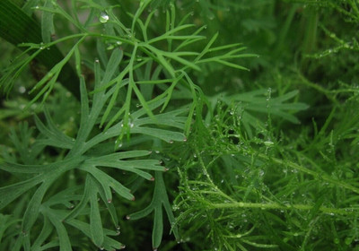 Quentova Dill Emerald Soya Herb Plant-NST-2A Seed(300 per packet)