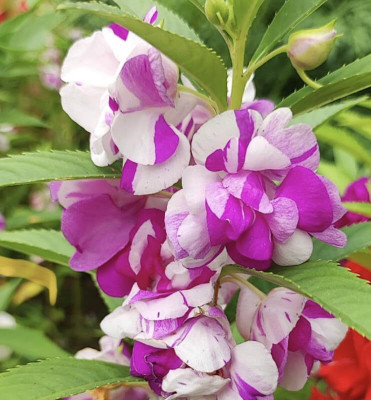 Lorvox Balsam Tom Samb from Russia Seed(20 per packet)