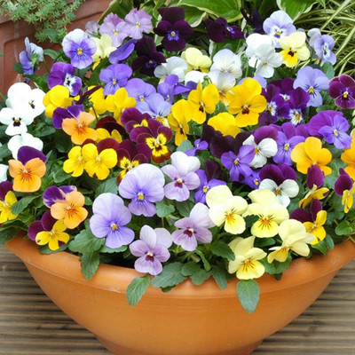 XOLDA Viola Seed(35 per packet)