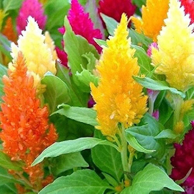 BDSresolve celosia flower seeds/Celosia seed 20 Seed(20 per packet)